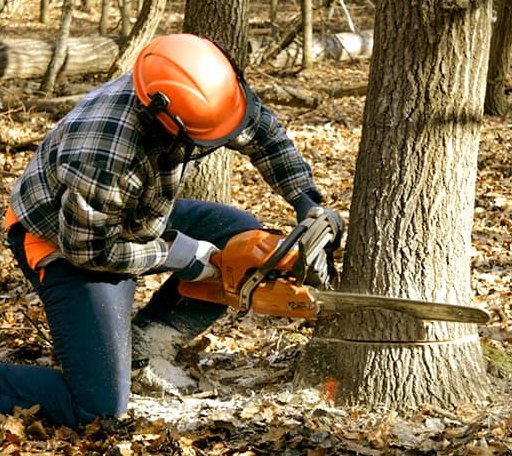Tree Removal in Pearl, IL